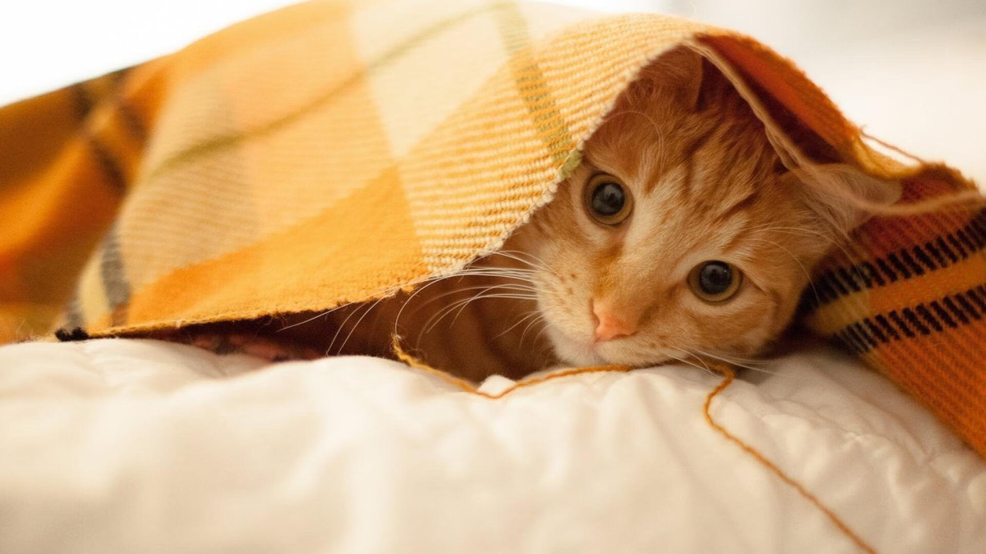 乌拉圭男足在巴黎奥运会上展现出强大的进攻火力，乌拉圭男足名单