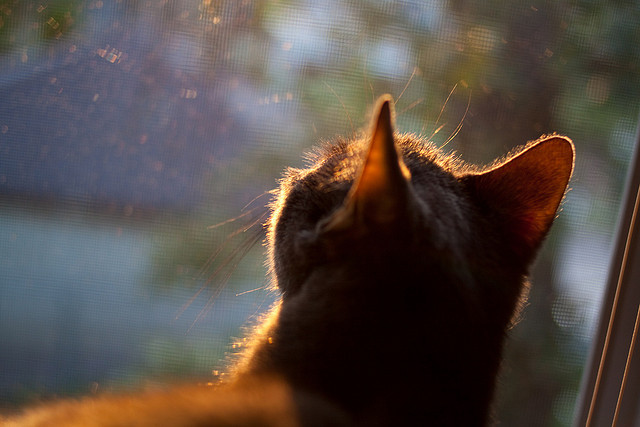 大数据赋能青少年篮球个性化训练,助力技术突破,青少年篮球训练现状分析