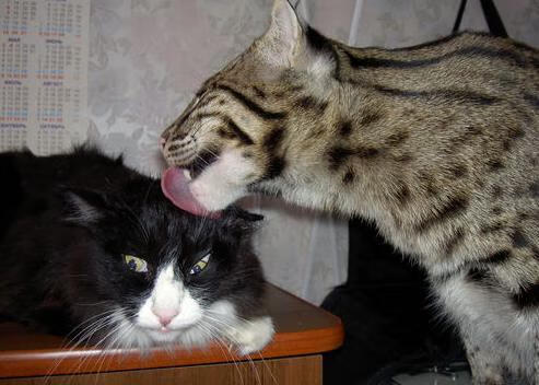 拜仁边路传中战术:套路升级,制造得分机会,拜仁传奇边后卫