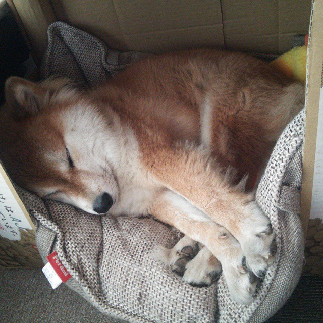 开云官网APP下载-球迷故事：他们的支持让球队更有力量，球迷们正在为队员们加油鼓劲