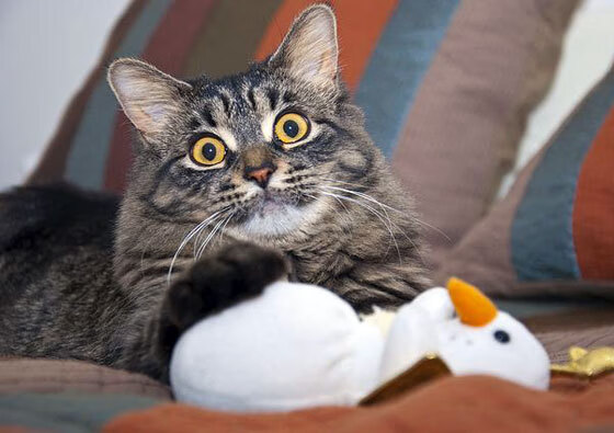 美国男足在巴黎奥运会比赛中以3-1击败巴西,美国男足vs巴西