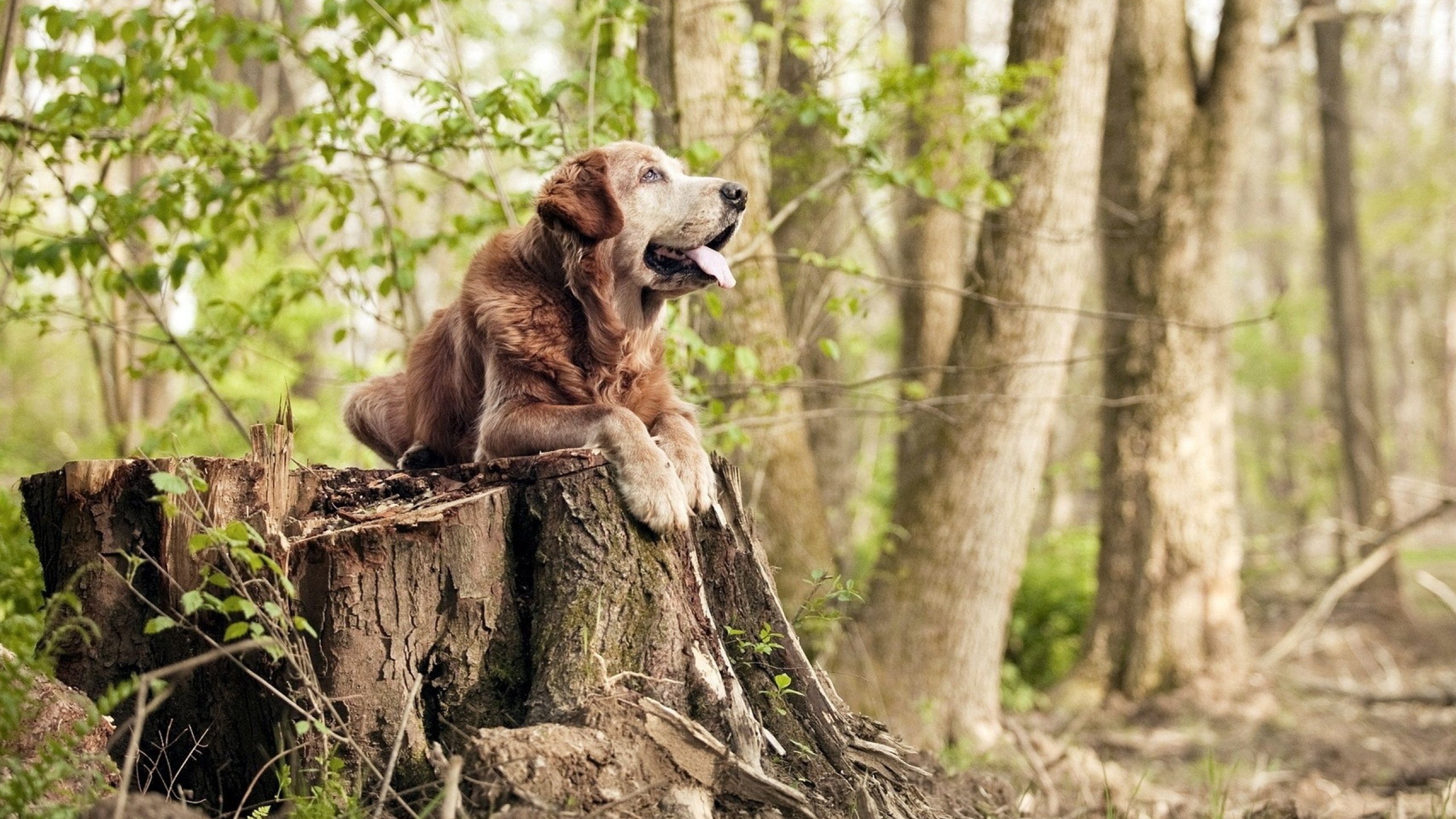 评委点评:裁判的判断标准全面解析,裁判评分技巧