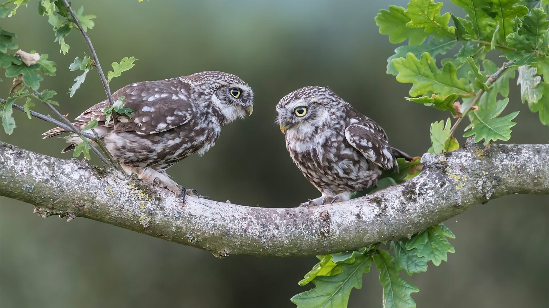 开云网站-青训体系创新引领行业发展，培养高水平运动员，青训水平什么意思