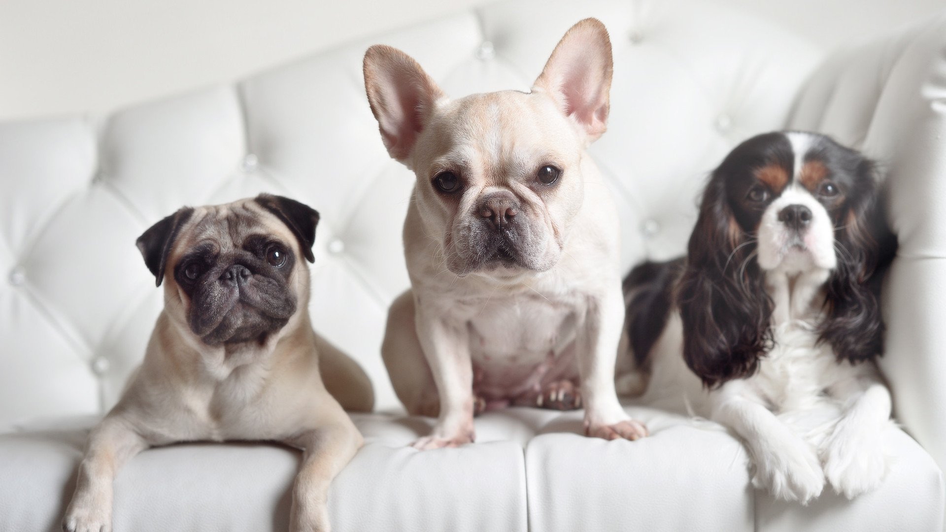 利雅得新月新赛季阵容公布，利雅得新月阵容豪华